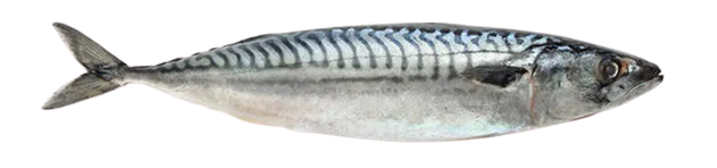 Japanese Mackerel